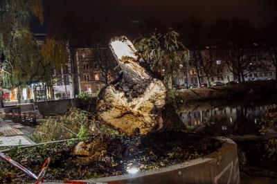 Stuttgart Mitte: Morscher Baum an Feuersee umgestuerzt